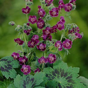 Герань Geranium Samobor