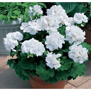 Пеларгония Pelargonium Calliope White
