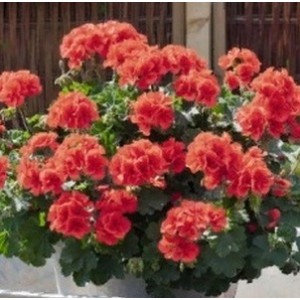 Пеларгония Pelargonia Champion Salmon
