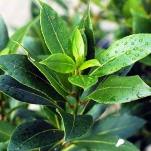 Лавр благородный Laurus nobilis