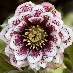 Морозник Helleborus Double Ellen Spotted White
