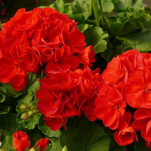Пеларгония Pelargonium Calliope Scarlet Red