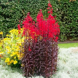 Лобелия Lobelia Queen Victoria