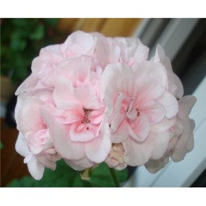 Пеларгония Pelargonium Salmon Princess