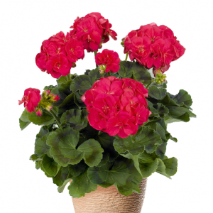 Пеларгония Pelargonium Ludo
