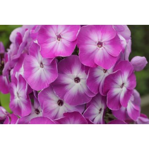 Флокс Phlox Северная Флора