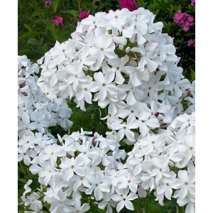Флокс Phlox Царевна Лебедь