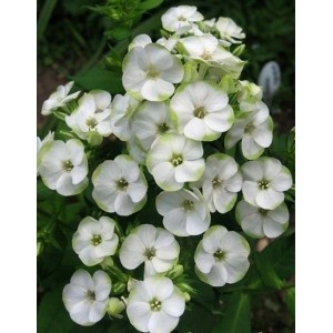 Флокс Phlox Зеленая Бусинка