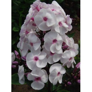 Флокс Phlox Ice Cream