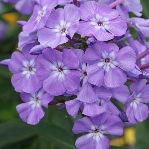 Флокс Phlox Светлячок
