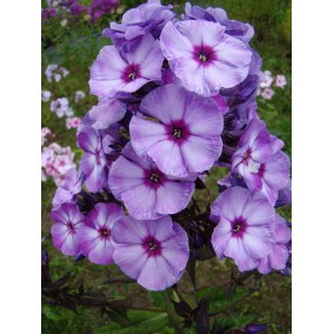 Флокс Phlox Вий