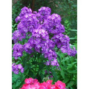 Флокс Phlox Птица Сирин