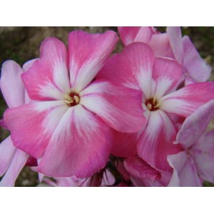 Флокс Phlox Поэма