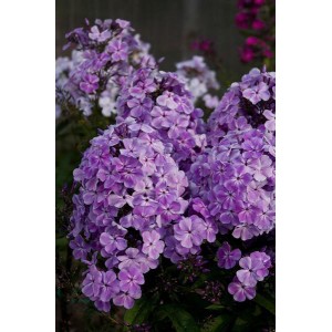 Флокс Phlox Король Шансона