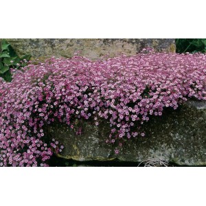 Гипсофила Gypsophila repens Rosea