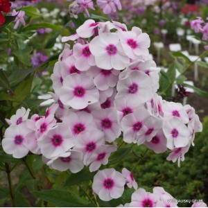 Флокс Phlox Euphorion