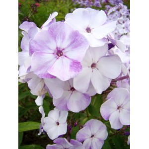 Флокс Phlox Пьеро