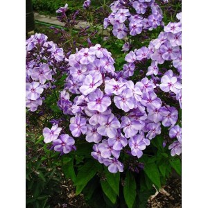 Флокс Phlox Татьянин День