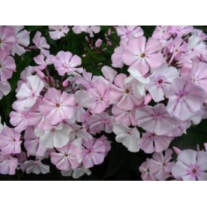 Флокс Phlox Madame Dr Charlot