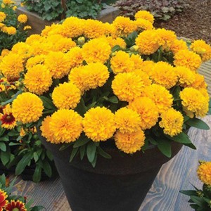 Кореопсис Coreopsis Solena Compact