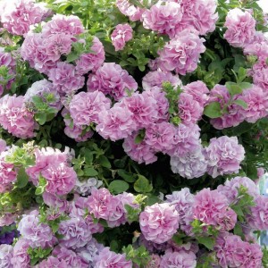 Сурфиния Double Lilac 