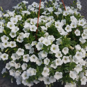 Сурфиния Table White