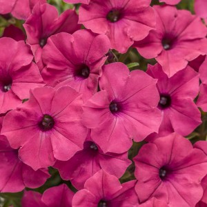 Супертуния Vista Fuchsia