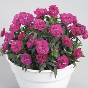 Гвоздика Dianthus Roselly