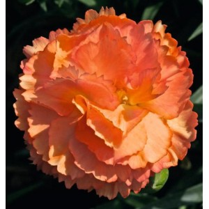 Гвоздика Dianthus Dinamic Apricot