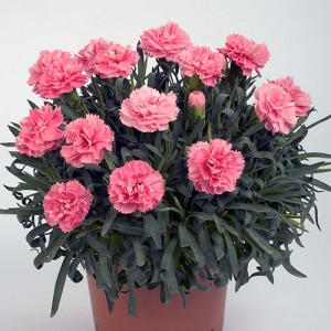 Гвоздика Dianthus Dinamic Pink