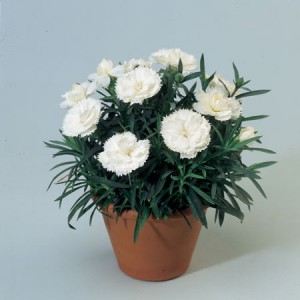 Гвоздика Dianthus Roselly White