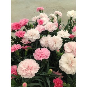 Гвоздика Dianthus Pink to White