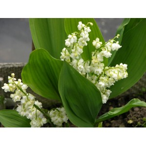 Ландыш Convallaria majalis Prolificans