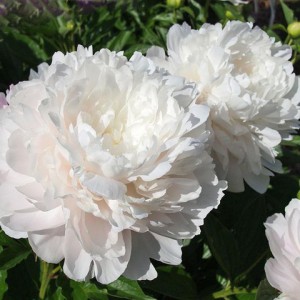 Пион Paeonia Moonstone Пион Paeonia Moonstone
