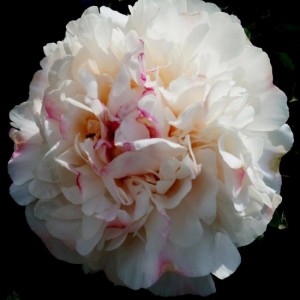 Пион Paeonia Festiva Powder Puff