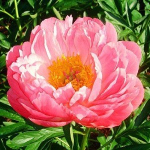 Пион Paeonia Coral Supreme