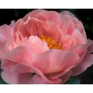 Пион Paeonia Salmon Chiffon