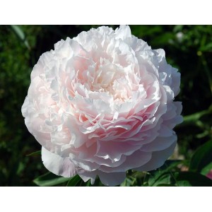 Пион Paeonia Florence Nicholls