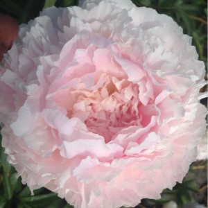 Пион Paeonia Chiffon Parfait