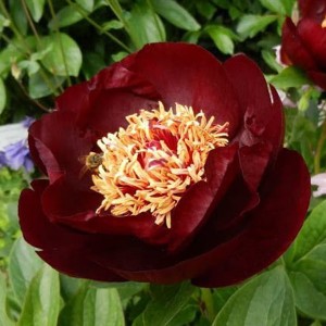 Paeonia Dark Eyes