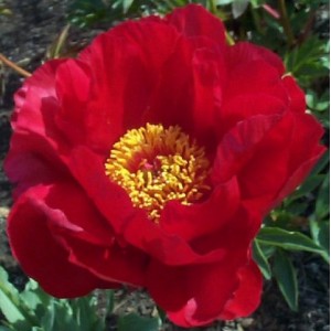 Paeonia Itoh Scarlet Heaven