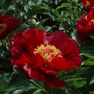 Пион Paeonia Червоні Вітрила Пион Paeonia Червоні Вітрила