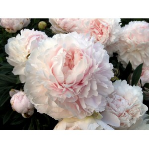 Пион Paeonia Lillian Wild