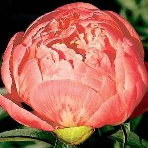 Пион Paeonia Coral Beach