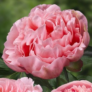 Пион Paeonia Etched Salmon