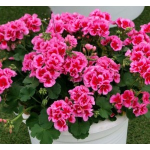 Пеларгония Calliope Rose Splash