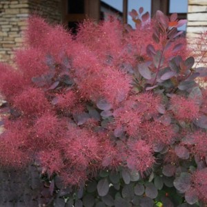 Скумпия Foliis Purpureis