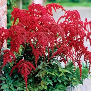 Астильба Astilbe Red Charm