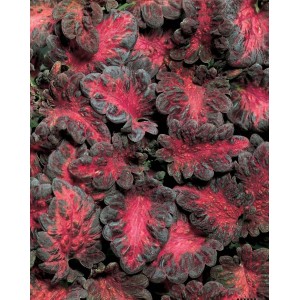 Колеус Coleus Black Dragon