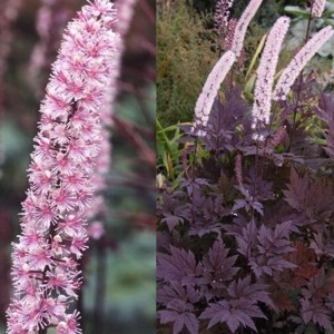 Клопогон Actaea Pink Spike